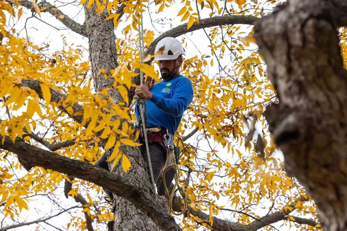 Skilled Tree Planting crew working in Bayport